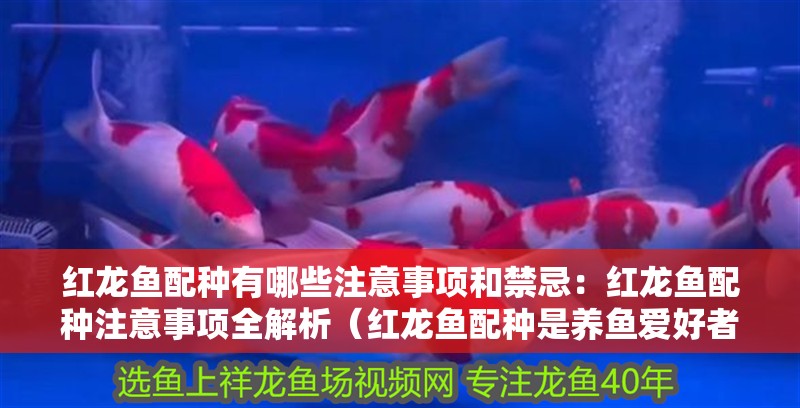 紅龍魚配種有哪些注意事項和禁忌：紅龍魚配種注意事項全解析（紅龍魚配種是養(yǎng)魚愛好者中的一項技術活需要對魚類的影響）