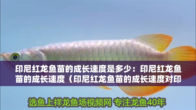 印尼紅龍魚苗的成長速度是多少：印尼紅龍魚苗的成長速度（印尼紅龍魚苗的成長速度對印尼紅龍魚苗的成長速度影響）