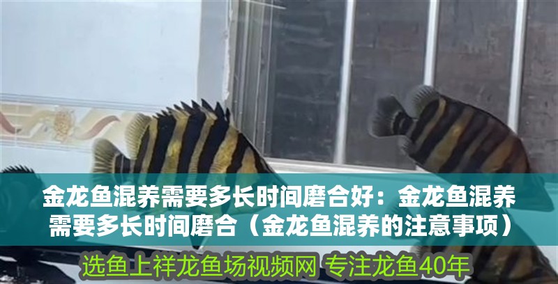 金龍魚(yú)混養(yǎng)需要多長(zhǎng)時(shí)間磨合好：金龍魚(yú)混養(yǎng)需要多長(zhǎng)時(shí)間磨合（金龍魚(yú)混養(yǎng)的注意事項(xiàng)）