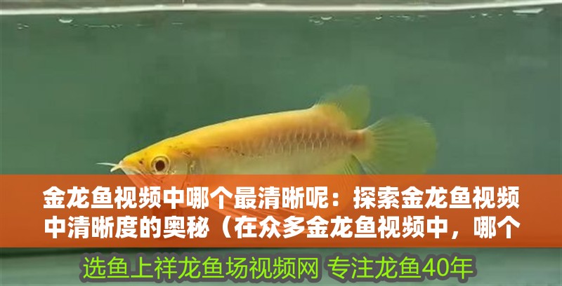 金龍魚視頻中哪個(gè)最清晰呢：探索金龍魚視頻中清晰度的奧秘（在眾多金龍魚視頻中，哪個(gè)最清晰）