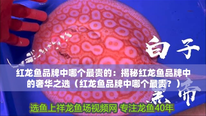 紅龍魚品牌中哪個最貴的：揭秘紅龍魚品牌中的奢華之選（紅龍魚品牌中哪個最貴？）