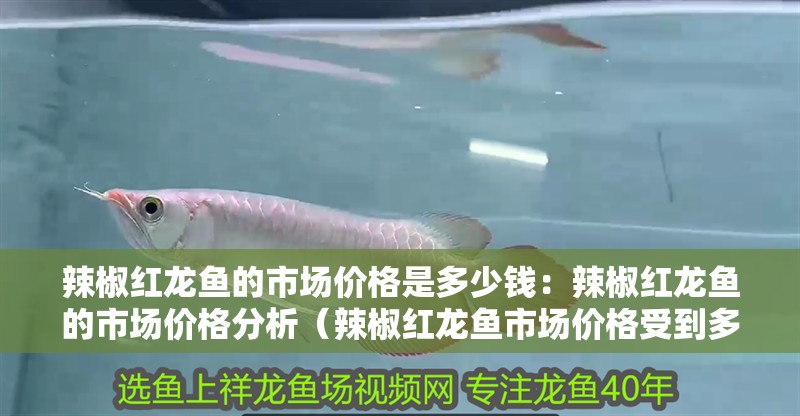 辣椒紅龍魚的市場價格是多少錢：辣椒紅龍魚的市場價格分析（辣椒紅龍魚市場價格受到多種因素影響價格的影響）