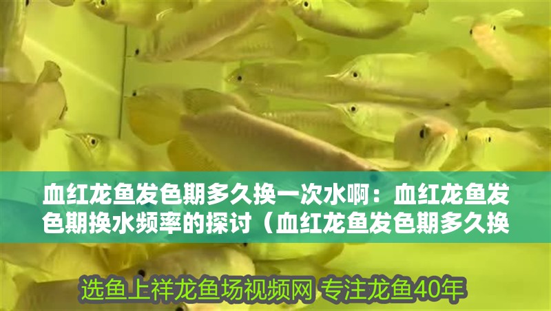 血紅龍魚發(fā)色期多久換一次水啊：血紅龍魚發(fā)色期換水頻率的探討（血紅龍魚發(fā)色期多久換一次水）