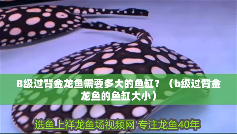B級過背金龍魚需要多大的魚缸？（b級過背金龍魚的魚缸大小）
