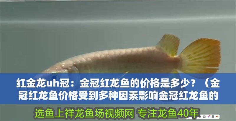 紅金龍uh冠：金冠紅龍魚的價格是多少？（金冠紅龍魚價格受到多種因素影響金冠紅龍魚的價格）