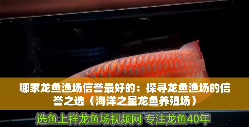 哪家龍魚漁場信譽最好的：探尋龍魚漁場的信譽之選（海洋之星龍魚養殖場）
