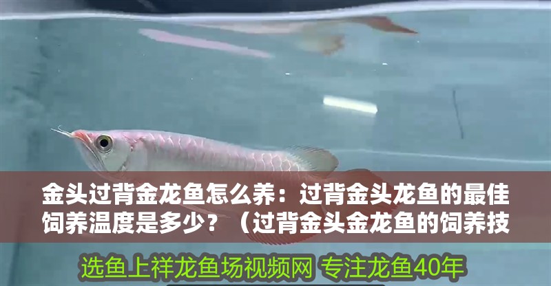 金頭過背金龍魚怎么養：過背金頭龍魚的最佳飼養溫度是多少？（過背金頭金龍魚的飼養技巧）
