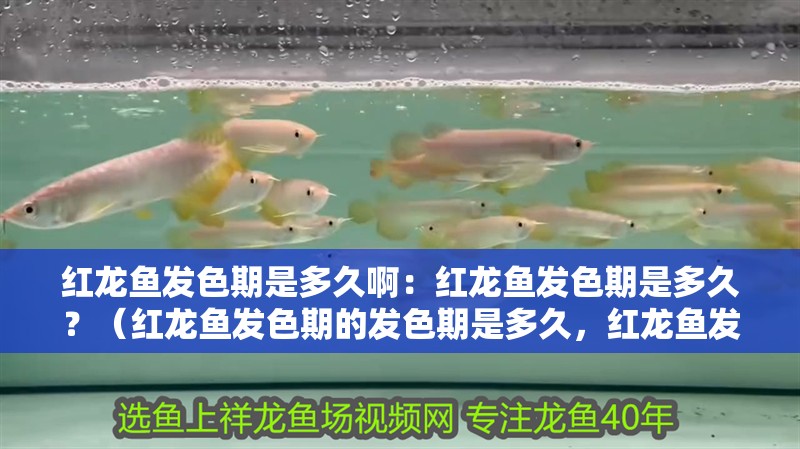 紅龍魚發色期是多久啊：紅龍魚發色期是多久？（紅龍魚發色期的發色期是多久，紅龍魚發色期是多久）