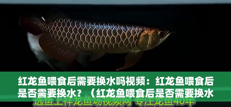 紅龍魚喂食后需要換水嗎視頻：紅龍魚喂食后是否需要換水？（紅龍魚喂食后是否需要換水）