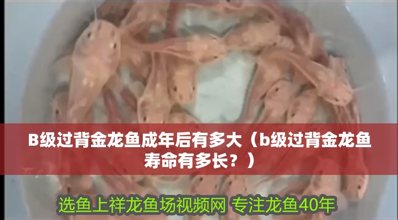 B級過背金龍魚成年后有多大（b級過背金龍魚壽命有多長？）
