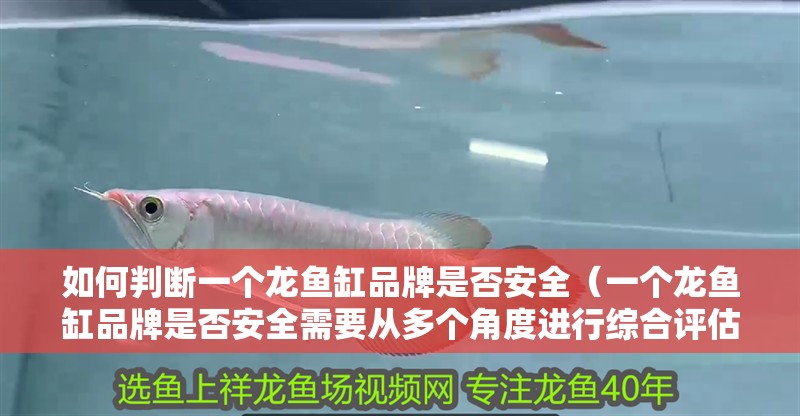 如何判斷一個龍魚缸品牌是否安全（一個龍魚缸品牌是否安全需要從多個角度進行綜合評估）