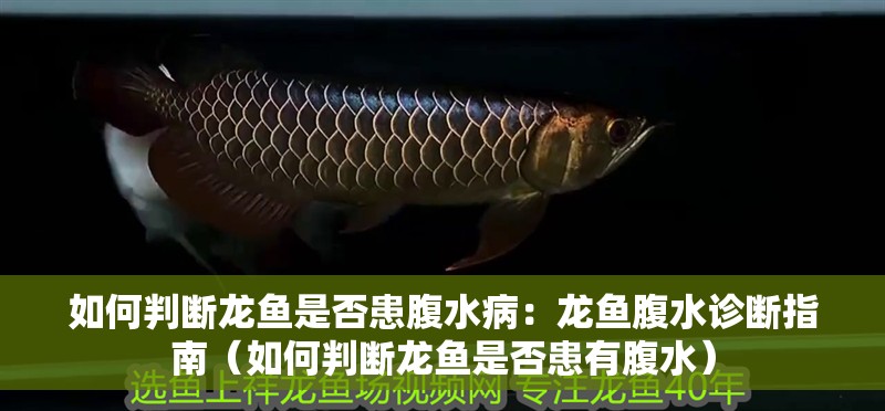如何判斷龍魚是否患腹水病：龍魚腹水診斷指南（如何判斷龍魚是否患有腹水）