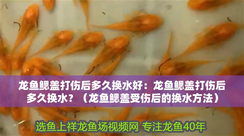 龍魚鰓蓋打傷后多久換水好：龍魚鰓蓋打傷后多久換水？（龍魚鰓蓋受傷后的換水方法）