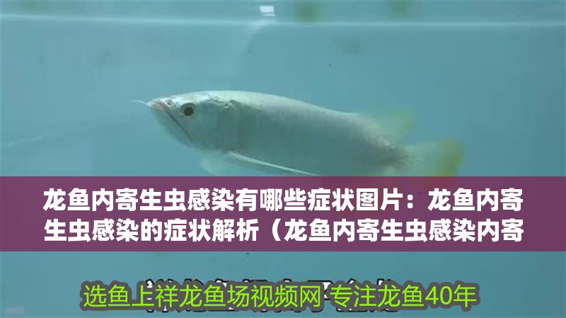 龍魚內寄生蟲感染有哪些癥狀圖片：龍魚內寄生蟲感染的癥狀解析（龍魚內寄生蟲感染內寄生蟲的龍魚可能會影響龍魚健康）