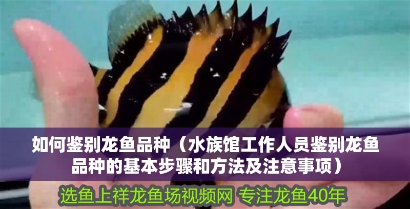 如何鑒別龍魚品種（水族館工作人員鑒別龍魚品種的基本步驟和方法及注意事項）