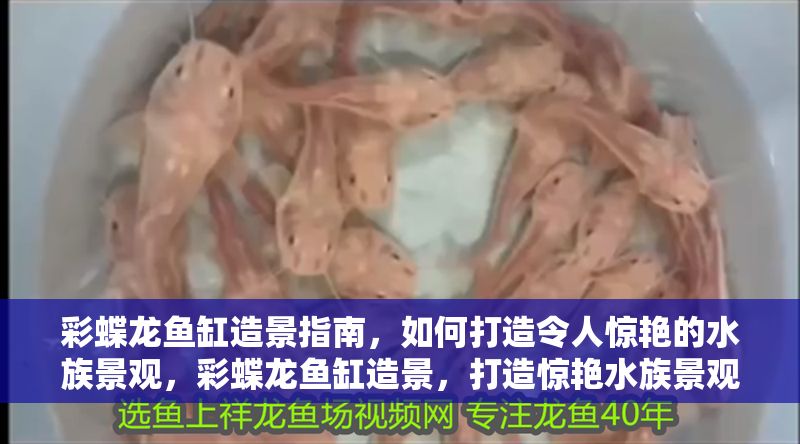 彩蝶龍魚缸造景指南，如何打造令人驚艷的水族景觀，彩蝶龍魚缸造景，打造驚艷水族景觀的完整指南