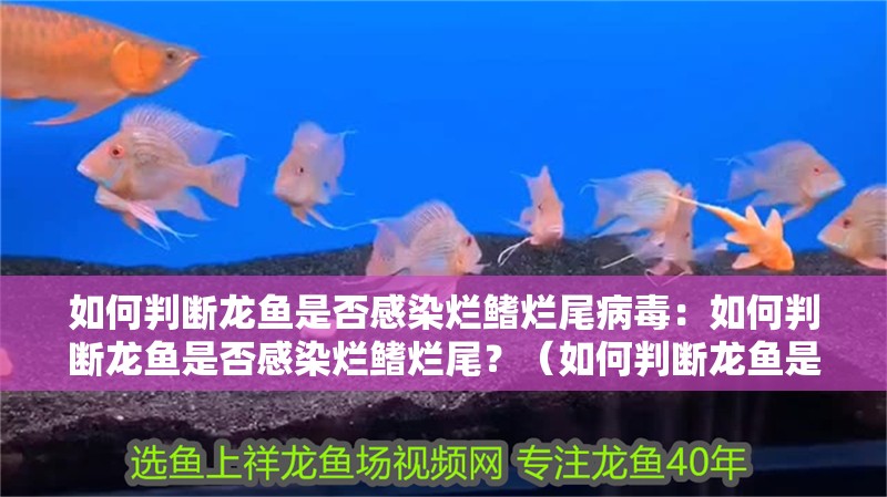 如何判斷龍魚是否感染爛鰭爛尾病毒：如何判斷龍魚是否感染爛鰭爛尾？（如何判斷龍魚是否感染了爛鰭爛尾）