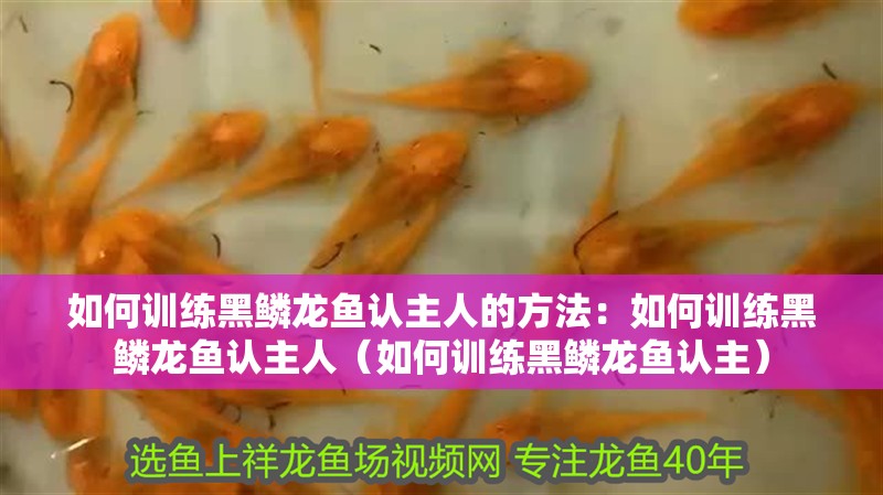 如何訓(xùn)練黑鱗龍魚(yú)認(rèn)主人的方法：如何訓(xùn)練黑鱗龍魚(yú)認(rèn)主人（如何訓(xùn)練黑鱗龍魚(yú)認(rèn)主）