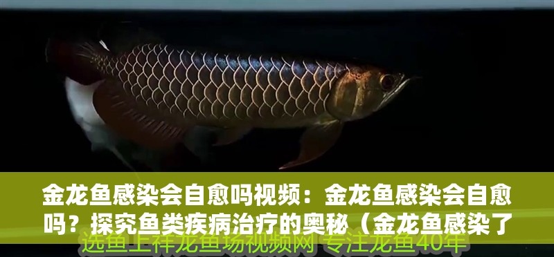 金龍魚感染會自愈嗎視頻：金龍魚感染會自愈嗎？探究魚類疾病治療的奧秘（金龍魚感染了疾病，它會自己痊愈嗎？）