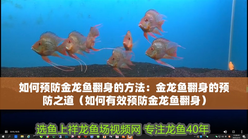 如何預防金龍魚翻身的方法：金龍魚翻身的預防之道（如何有效預防金龍魚翻身）