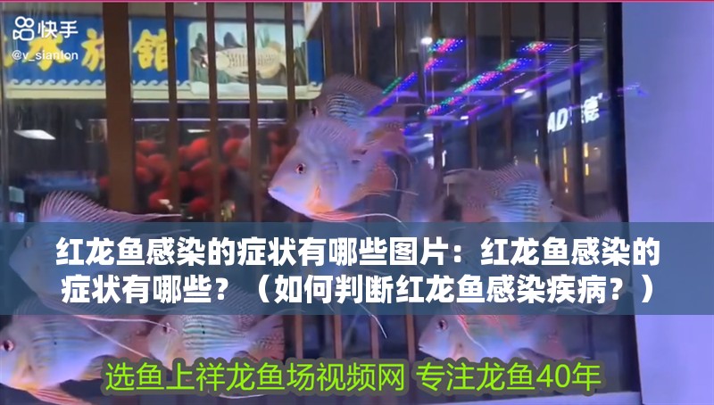 紅龍魚感染的癥狀有哪些圖片：紅龍魚感染的癥狀有哪些？（如何判斷紅龍魚感染疾?。浚? title=