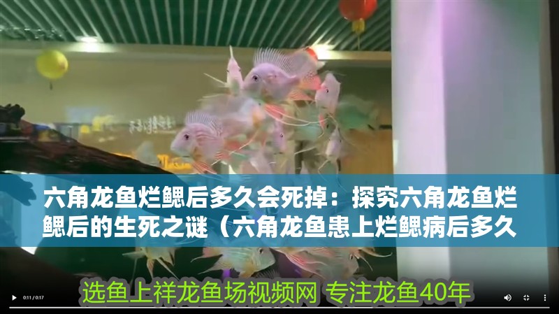 六角龍魚爛鰓后多久會死掉：探究六角龍魚爛鰓后的生死之謎（六角龍魚患上爛鰓病后多久會死）