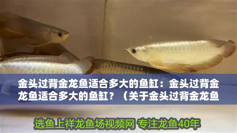 金頭過背金龍魚適合多大的魚缸：金頭過背金龍魚適合多大的魚缸？（關(guān)于金頭過背金龍魚的一些建議）