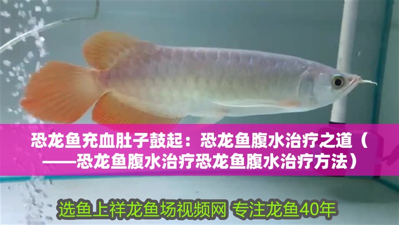 恐龍魚充血肚子鼓起：恐龍魚腹水治療之道（——恐龍魚腹水治療恐龍魚腹水治療方法）