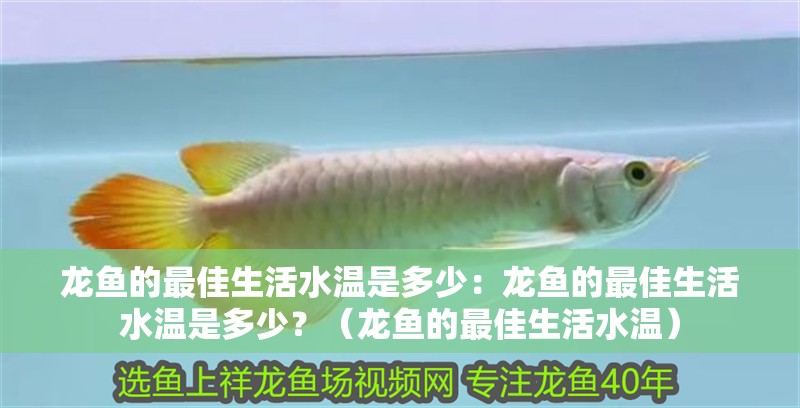 龍魚的最佳生活水溫是多少：龍魚的最佳生活水溫是多少？（龍魚的最佳生活水溫）