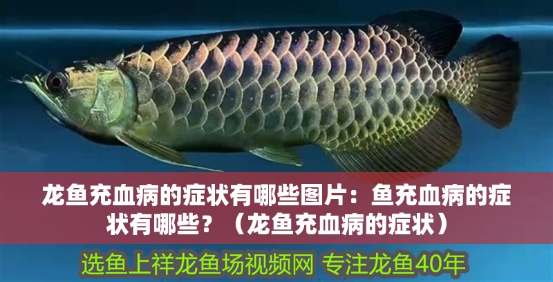 龍魚充血病的癥狀有哪些圖片：魚充血病的癥狀有哪些？（龍魚充血病的癥狀）