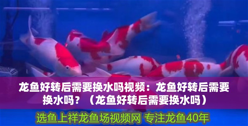 龍魚好轉后需要換水嗎視頻：龍魚好轉后需要換水嗎？（龍魚好轉后需要換水嗎）