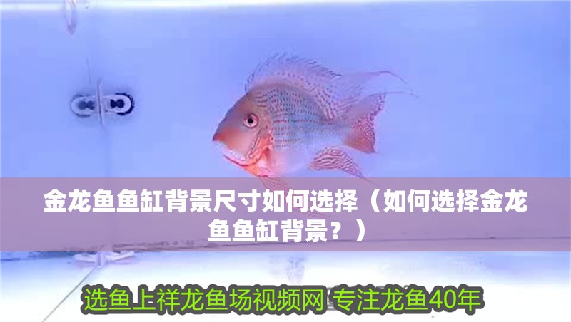 金龍魚魚缸背景尺寸如何選擇（如何選擇金龍魚魚缸背景？）
