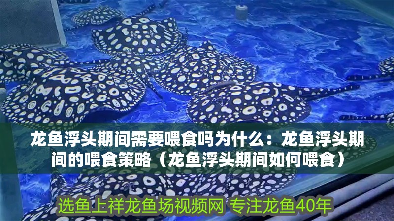 龍魚浮頭期間需要喂食嗎為什么：龍魚浮頭期間的喂食策略（龍魚浮頭期間如何喂食）