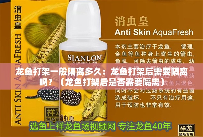 龍魚打架一般隔離多久：龍魚打架后需要隔離嗎？（龍魚打架后是否需要隔離）