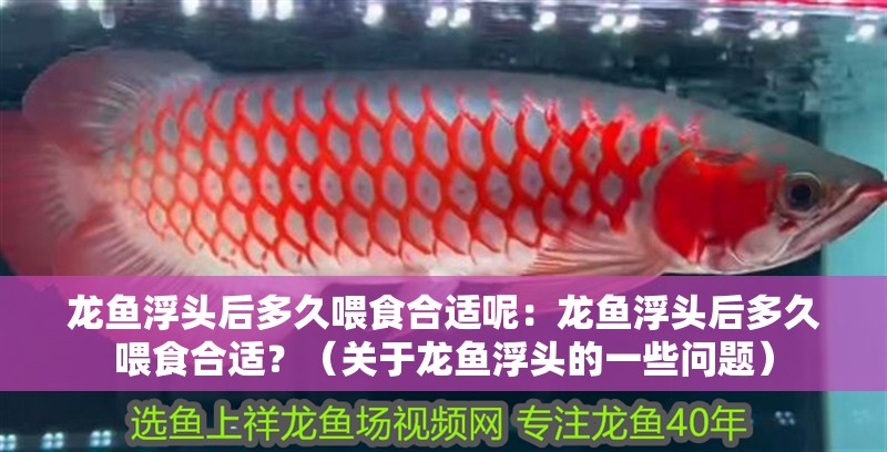 龍魚浮頭后多久喂食合適呢：龍魚浮頭后多久喂食合適？（關于龍魚浮頭的一些問題）