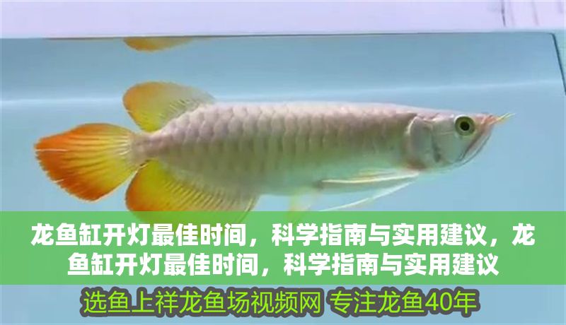 龍魚缸開燈最佳時間，科學(xué)指南與實用建議，龍魚缸開燈最佳時間，科學(xué)指南與實用建議