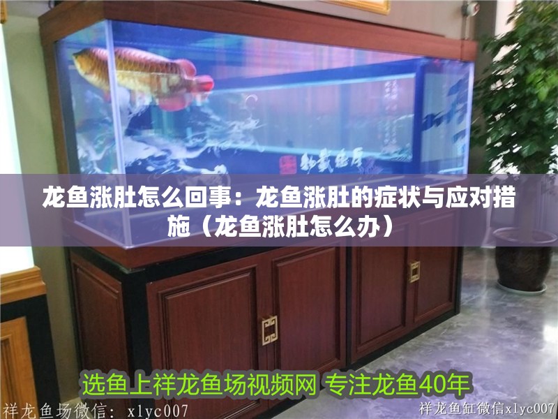 龍魚漲肚怎么回事：龍魚漲肚的癥狀與應對措施（龍魚漲肚怎么辦）