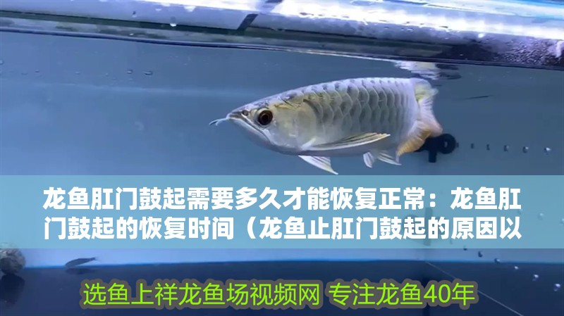 龍魚肛門鼓起需要多久才能恢復正常：龍魚肛門鼓起的恢復時間（龍魚止肛門鼓起的原因以及治療方法）