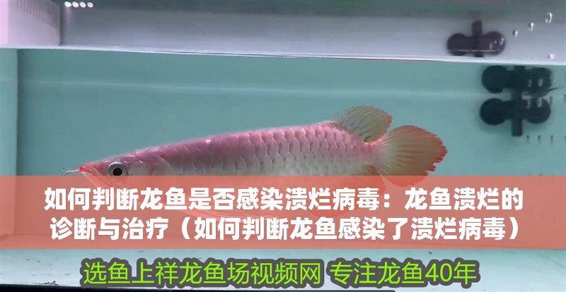 如何判斷龍魚是否感染潰爛病毒：龍魚潰爛的診斷與治療（如何判斷龍魚感染了潰爛病毒）