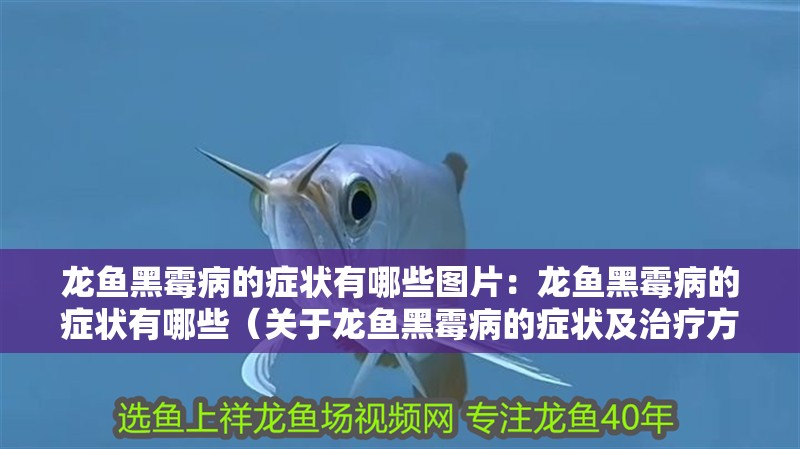 龍魚黑霉病的癥狀有哪些圖片：龍魚黑霉病的癥狀有哪些（關于龍魚黑霉病的癥狀及治療方法）