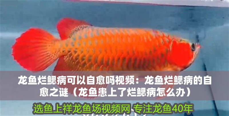 龍魚爛鰓病可以自愈嗎視頻：龍魚爛鰓病的自愈之謎（龍魚患上了爛鰓病怎么辦）