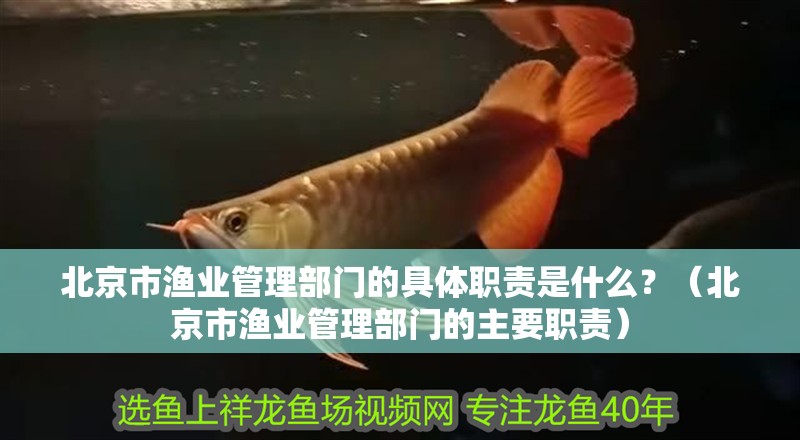 北京市漁業管理部門的具體職責是什么？（北京市漁業管理部門的主要職責）
