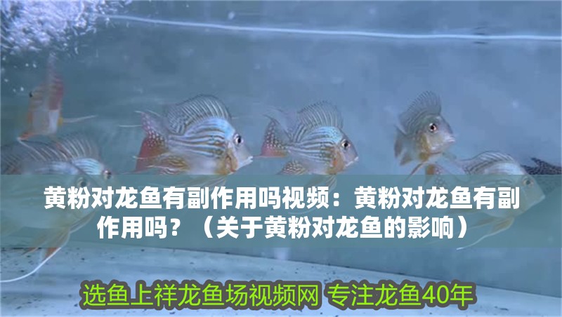 黃粉對龍魚有副作用嗎視頻：黃粉對龍魚有副作用嗎？（關于黃粉對龍魚的影響）