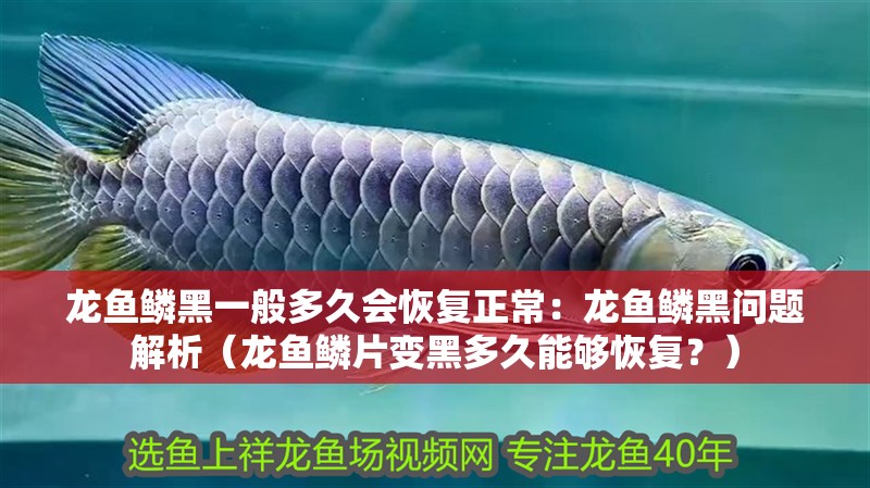 龍魚鱗黑一般多久會恢復正常：龍魚鱗黑問題解析（龍魚鱗片變黑多久能夠恢復？）