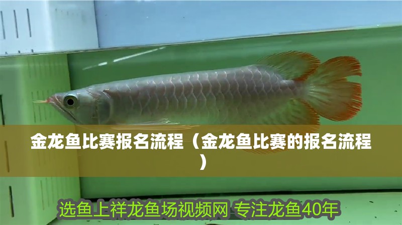 金龍魚比賽報(bào)名流程（金龍魚比賽的報(bào)名流程）