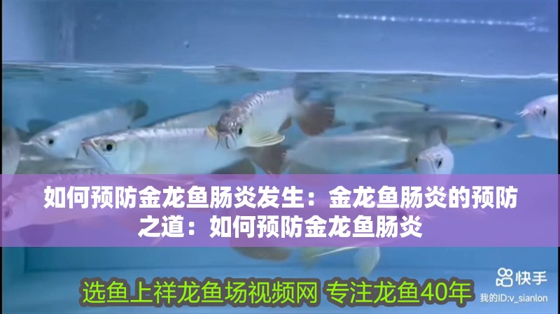 如何預防金龍魚腸炎發生：金龍魚腸炎的預防之道：如何預防金龍魚腸炎