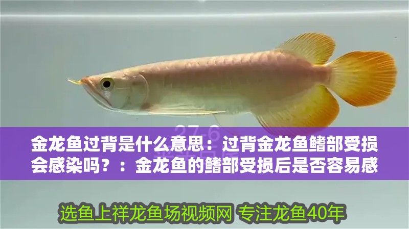 金龍魚過背是什么意思：過背金龍魚鰭部受損會感染嗎？：金龍魚的鰭部受損后是否容易感染，養殖者應采取有效預防措施