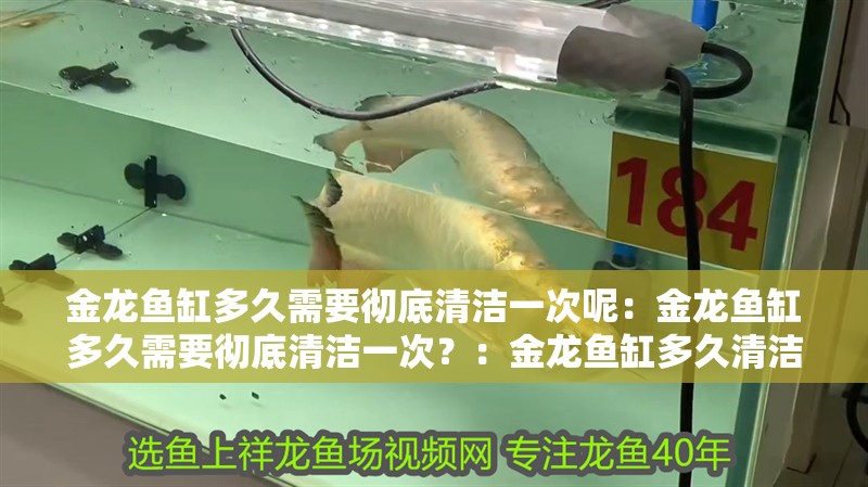 金龍魚缸多久需要徹底清潔一次呢：金龍魚缸多久需要徹底清潔一次？：金龍魚缸多久清潔一次