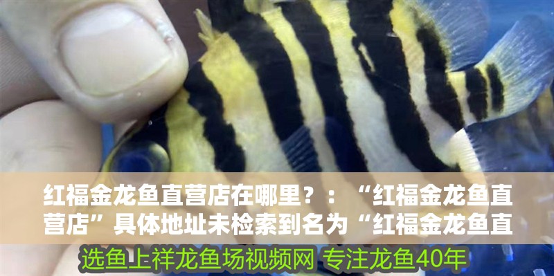 紅福金龍魚直營店在哪里？：“紅福金龍魚直營店”具體地址未檢索到名為“紅福金龍魚直營店”的具體地址