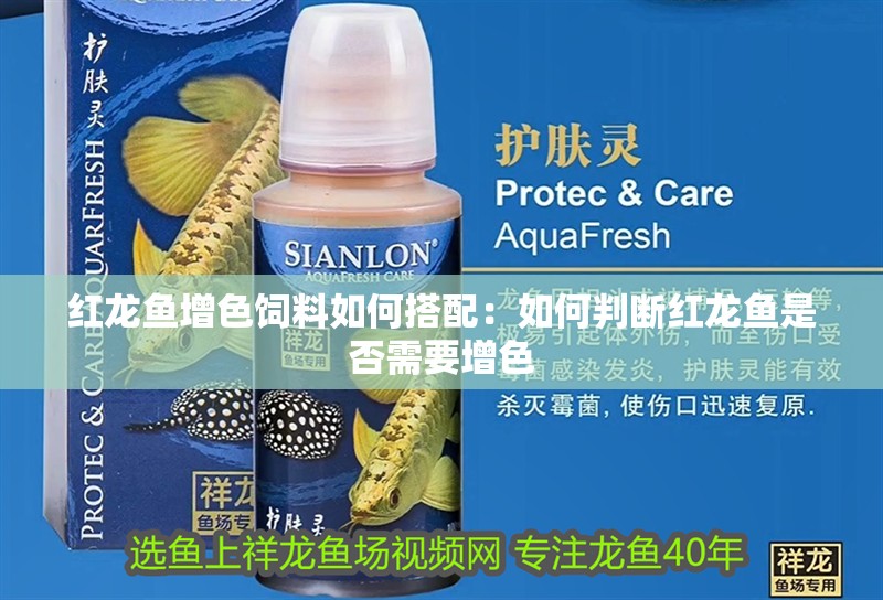 紅龍魚增色飼料如何搭配：如何判斷紅龍魚是否需要增色